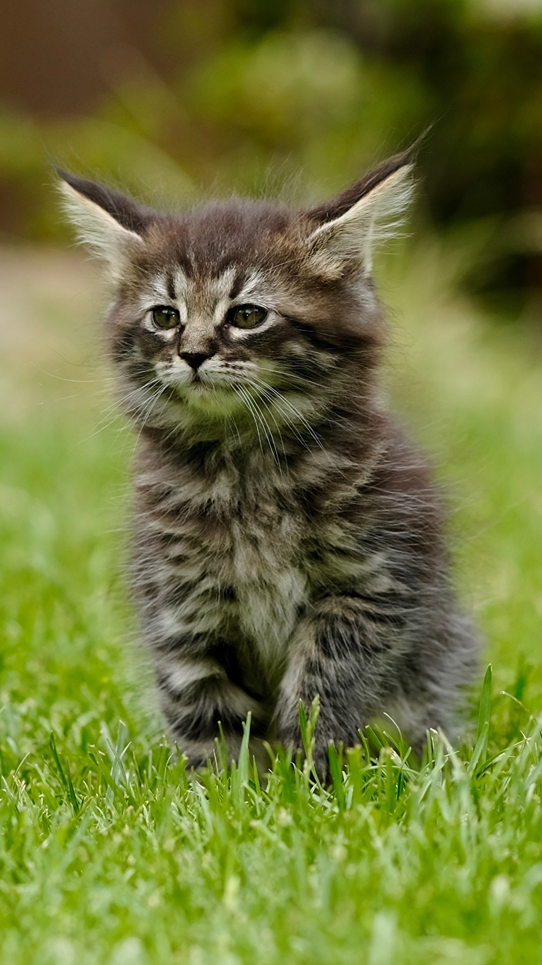 1080x1920  Картинка Котята кошка Размытый фон траве Сидит Животные 1080x1920