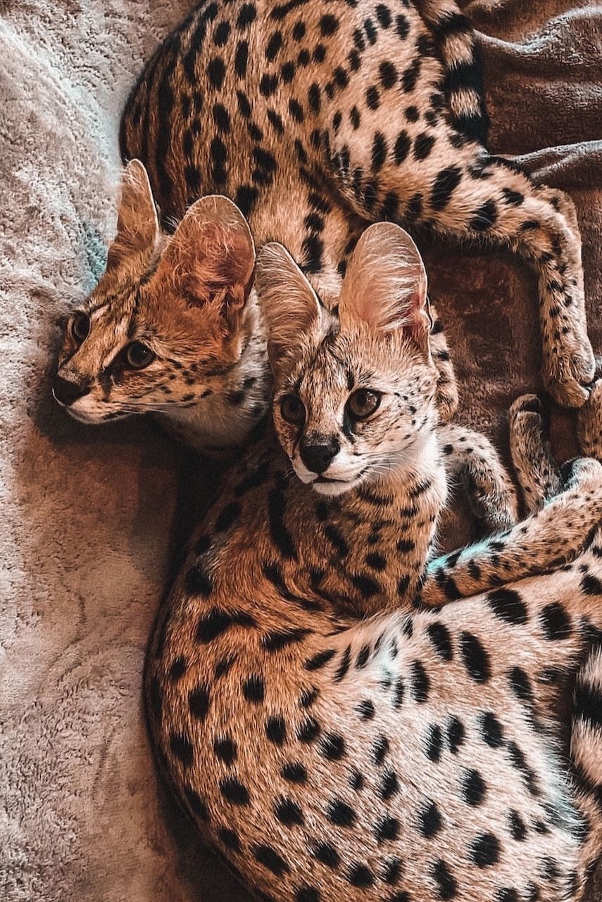 855x1282  Обои для iPhone | Фотографии животных, Рисунки животных, Котята