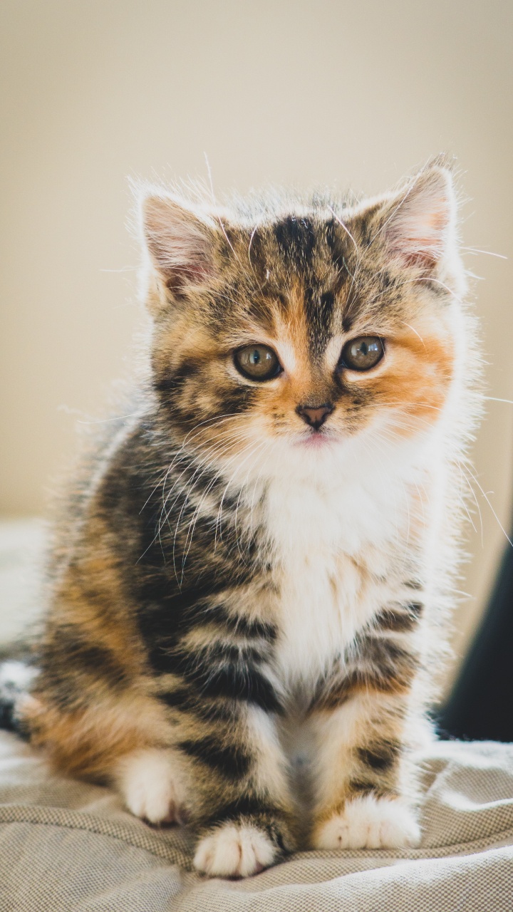 720x1280  Котенок обои для телефона, HD заставки и картинки на экран блокировки  720x1280 | Akspic