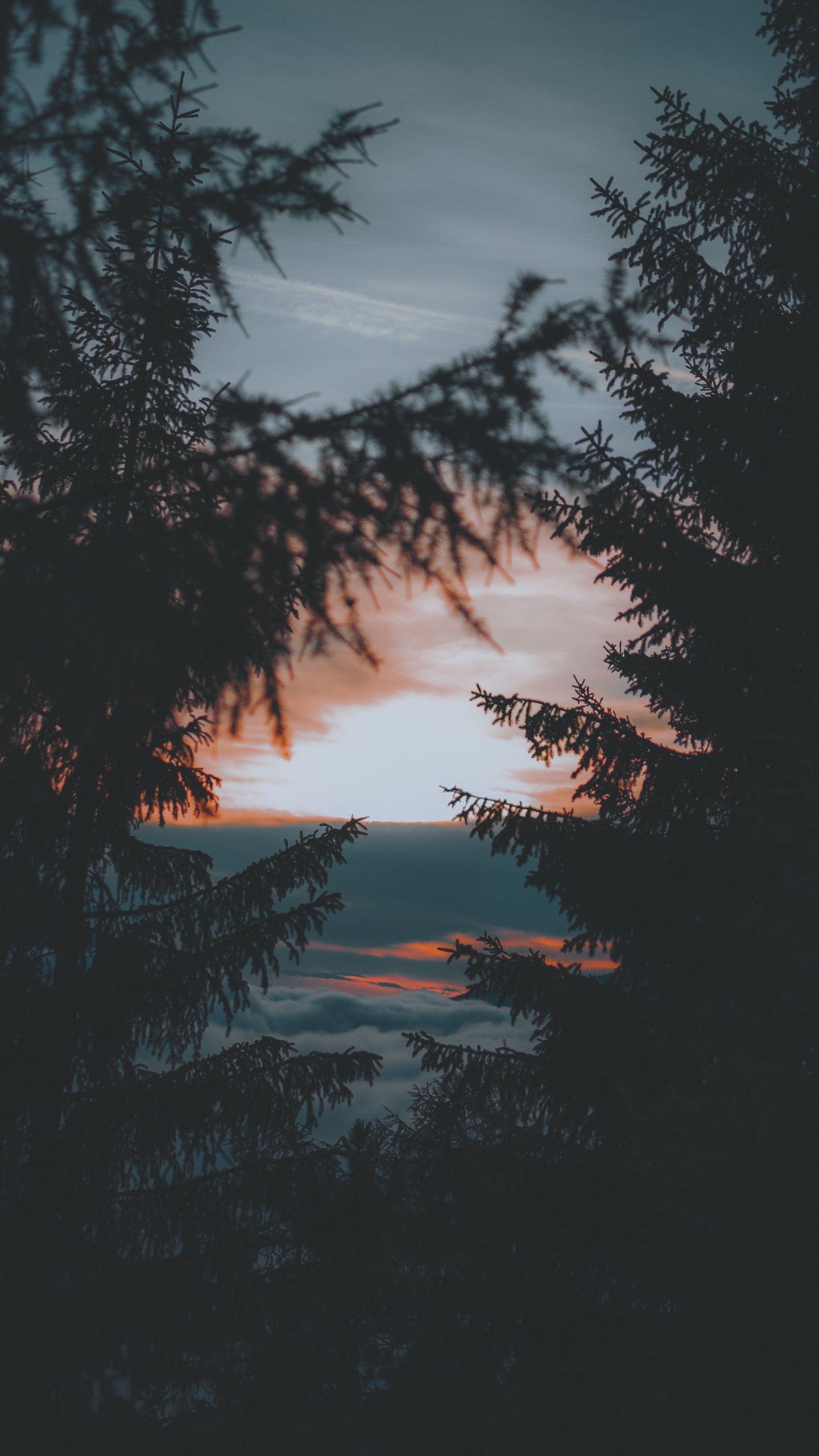 1440x2560  Обои на телефон деревья, закат, сумерки, темный, пейзаж - скачать бесплатно  в высоком качестве из категории \"Природа\"