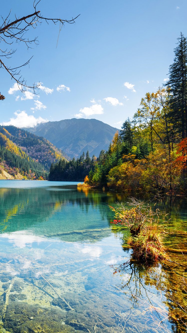 750x1334  Wallpaper flowers red цветы природа обои на телефон | Цветочные фоны,  Цветочные картины, Красочные цветы