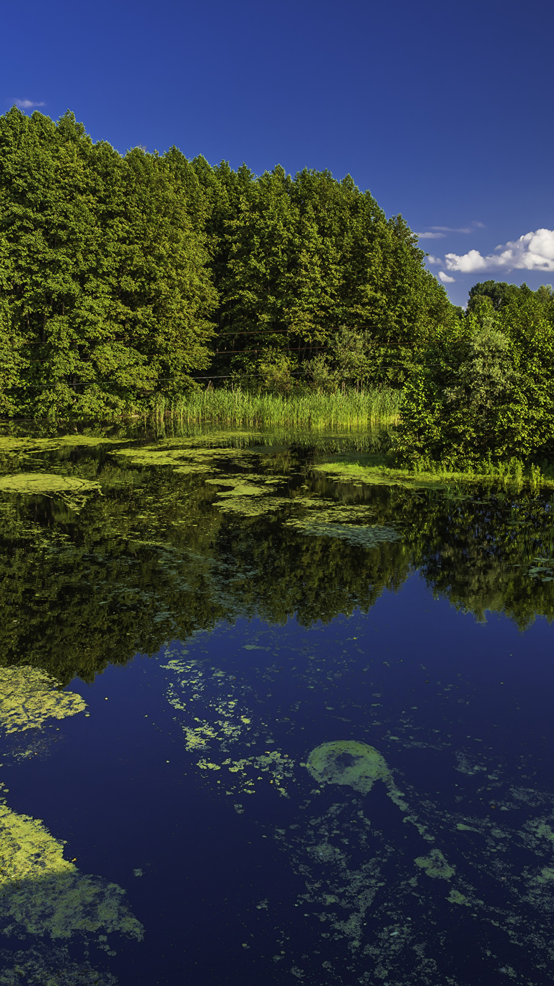 1080x1920  Фото Украина Poltava Природа лес 1080x1920