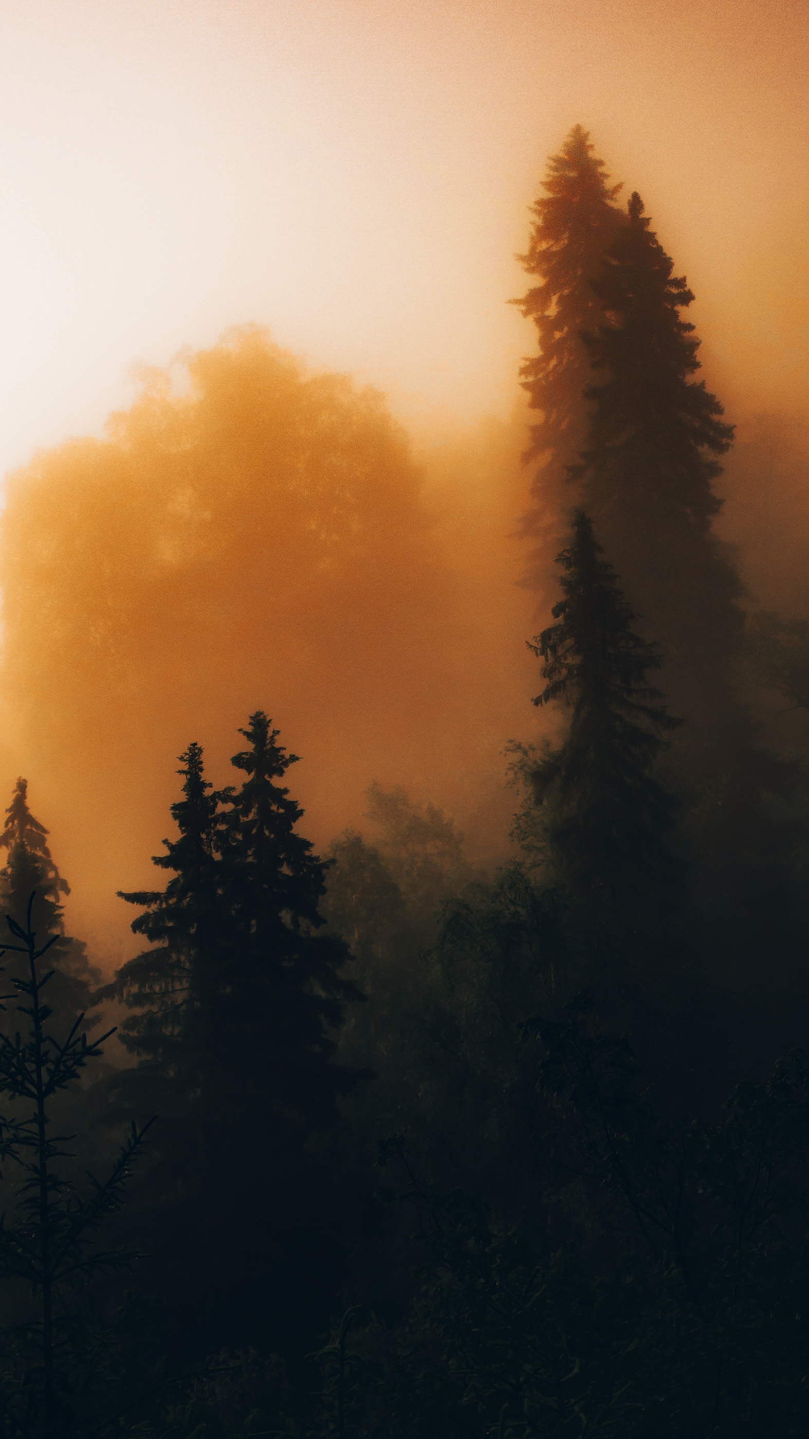 1574x2798  На телефон (обойное:) | Пикабу