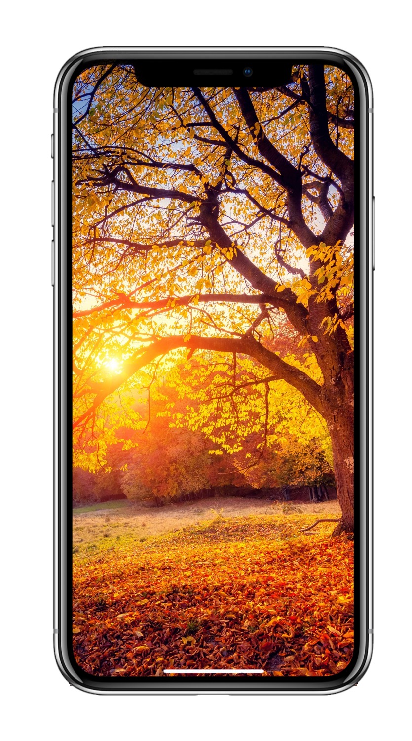 835x1500  10 красочных осенних обоев iPhone в 4K