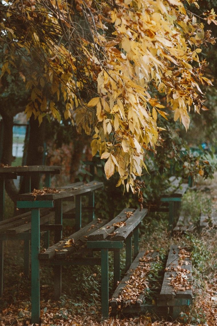 Пост К Осенней Фотографии