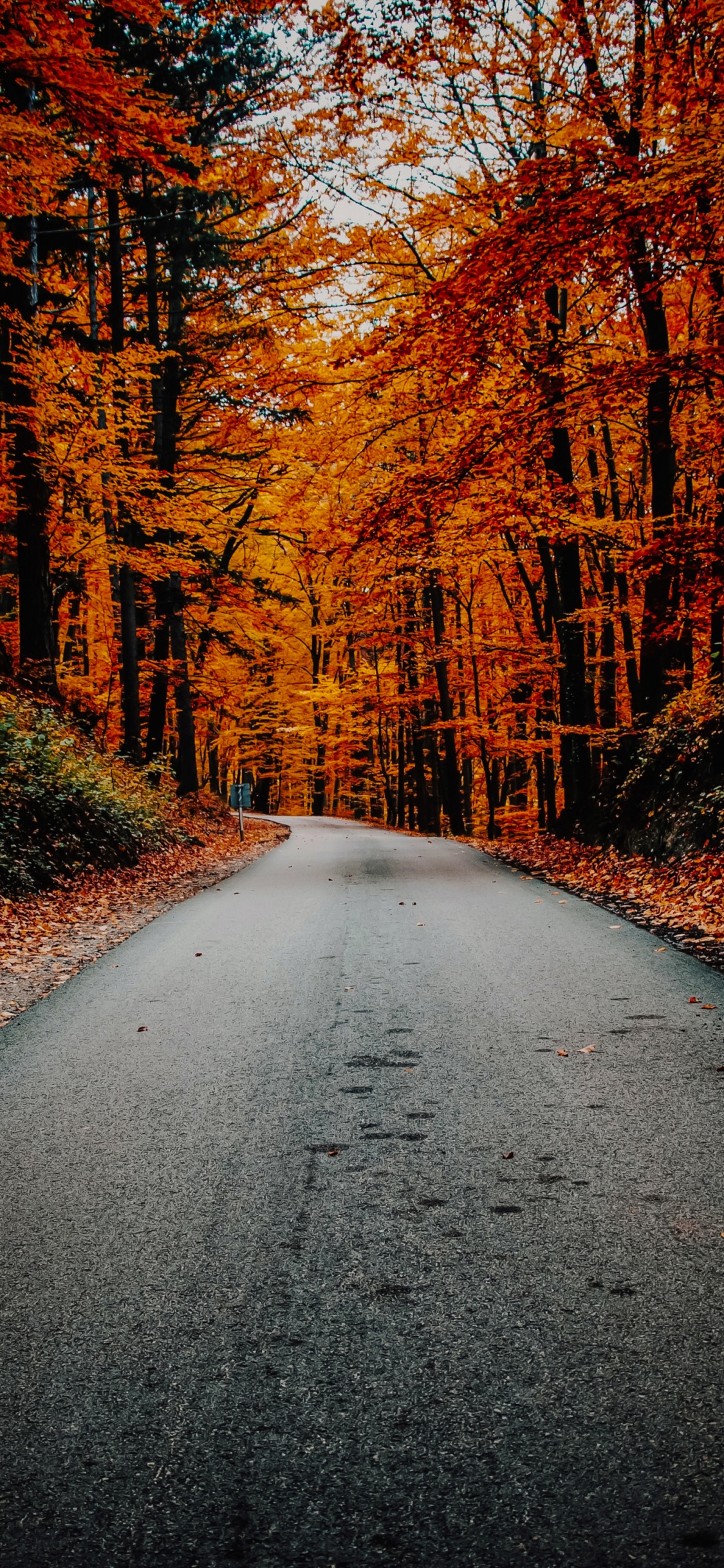 1125x2436  Осень обои на iPhone X / XS, лучшие 1125x2436 картинки | Akspic