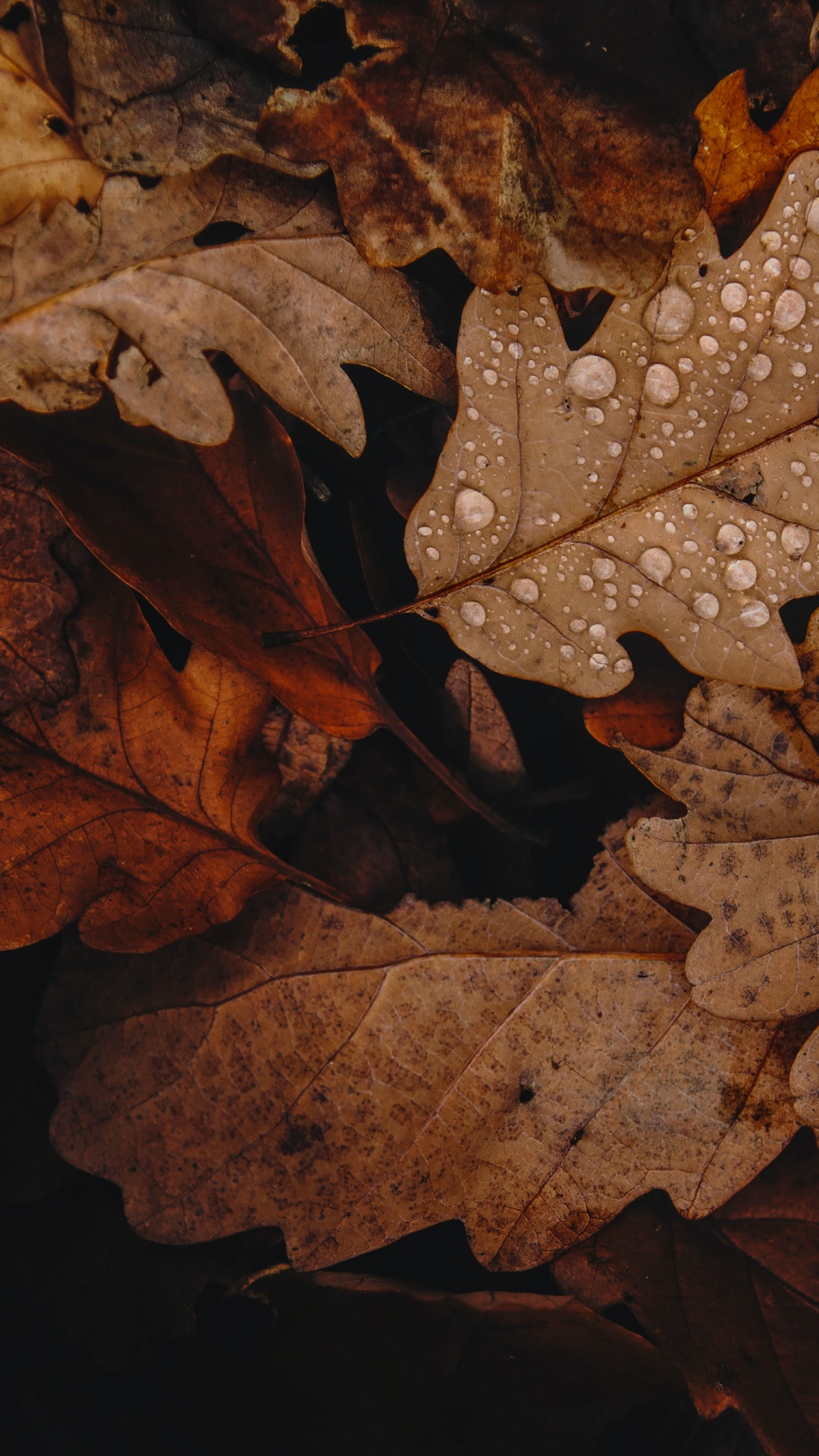 1080x1920  1080x1920 Autumn Wallpapers for IPhone 6S /7 /8 [Retina HD]