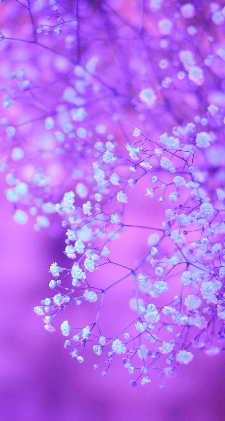 736x1377  Обои розово сиреневые - 70 фото