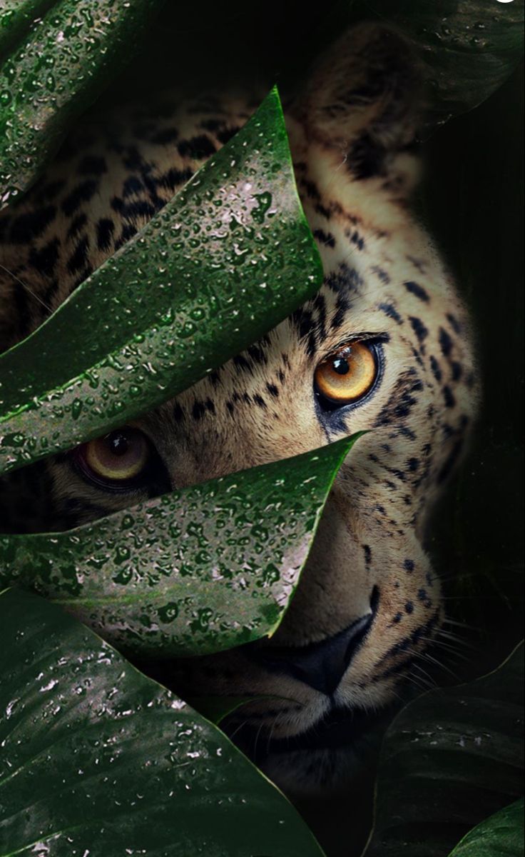 736x1200  Обои на телефон Пума - новые и крутые