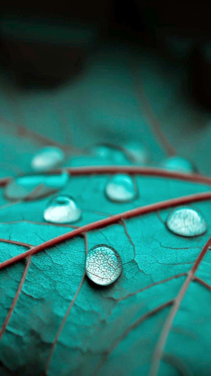 900x1600  Заставка на главный экран телефона - фото и картинки abrakadabra.fun