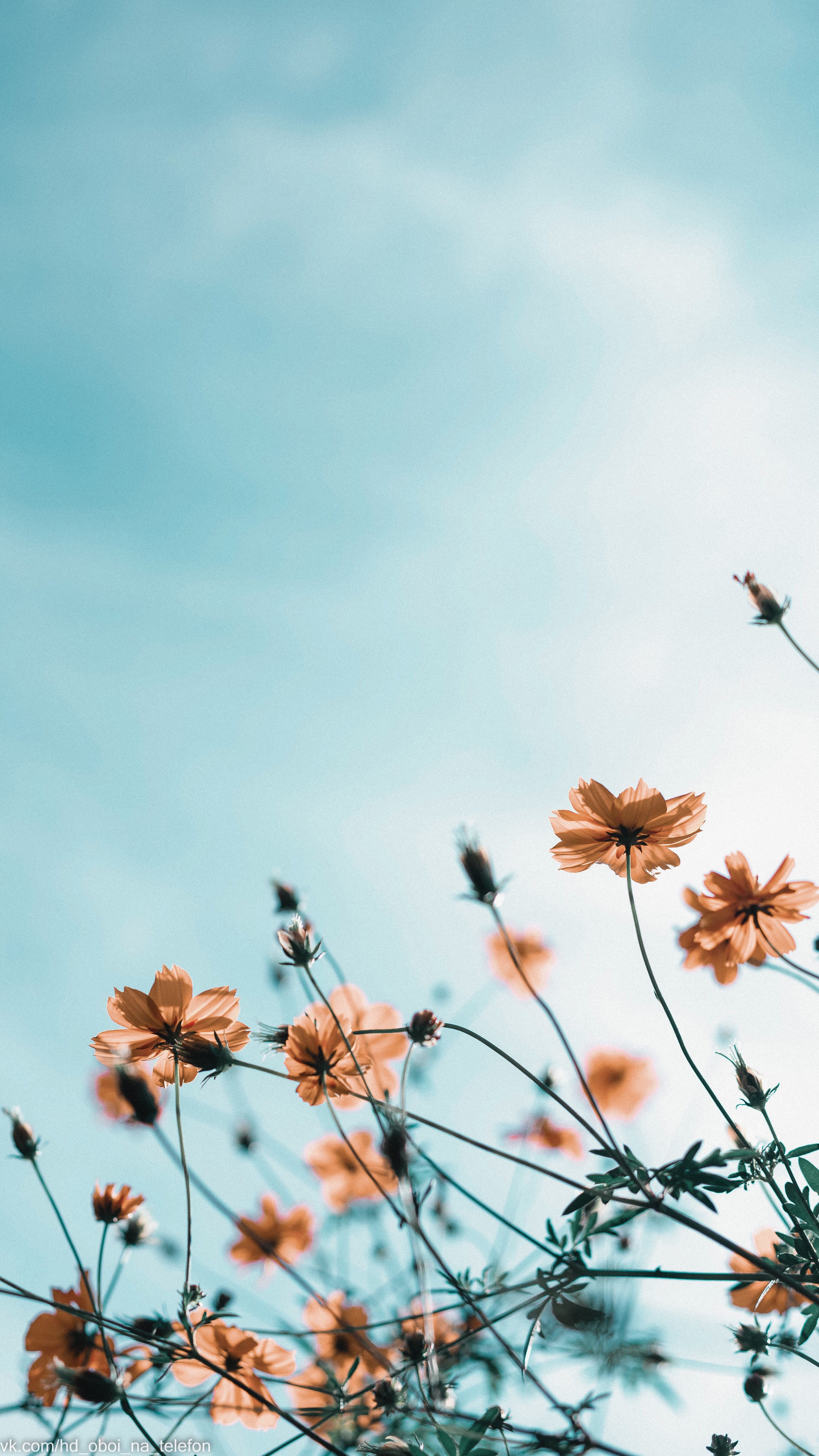 3028x5382  Flower wallpaper for phone | Flowers photography wallpaper, Flowers  photography, Flower iphone wallpaper