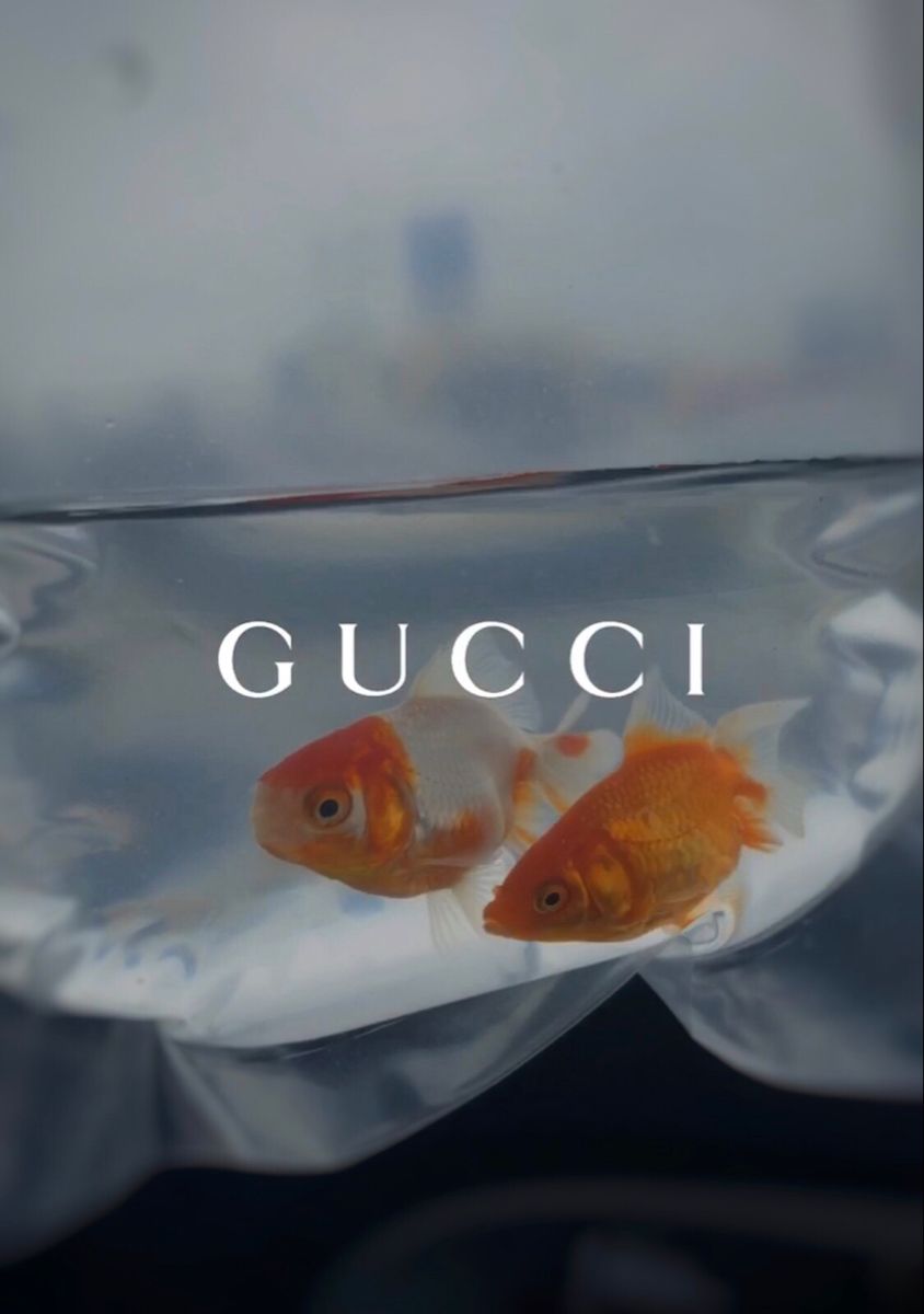 844x1200  Gucci обои на iPhone 👼🏼 эстетика | Золотая рыбка, Типографский постер,  Обои
