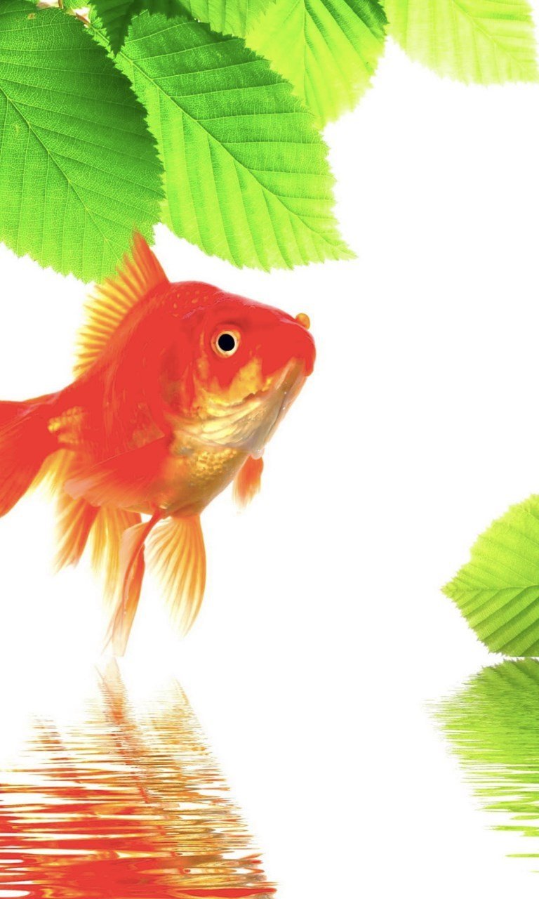 768x1280  Заставки на телефон рыбы - фото и картинки abrakadabra.fun