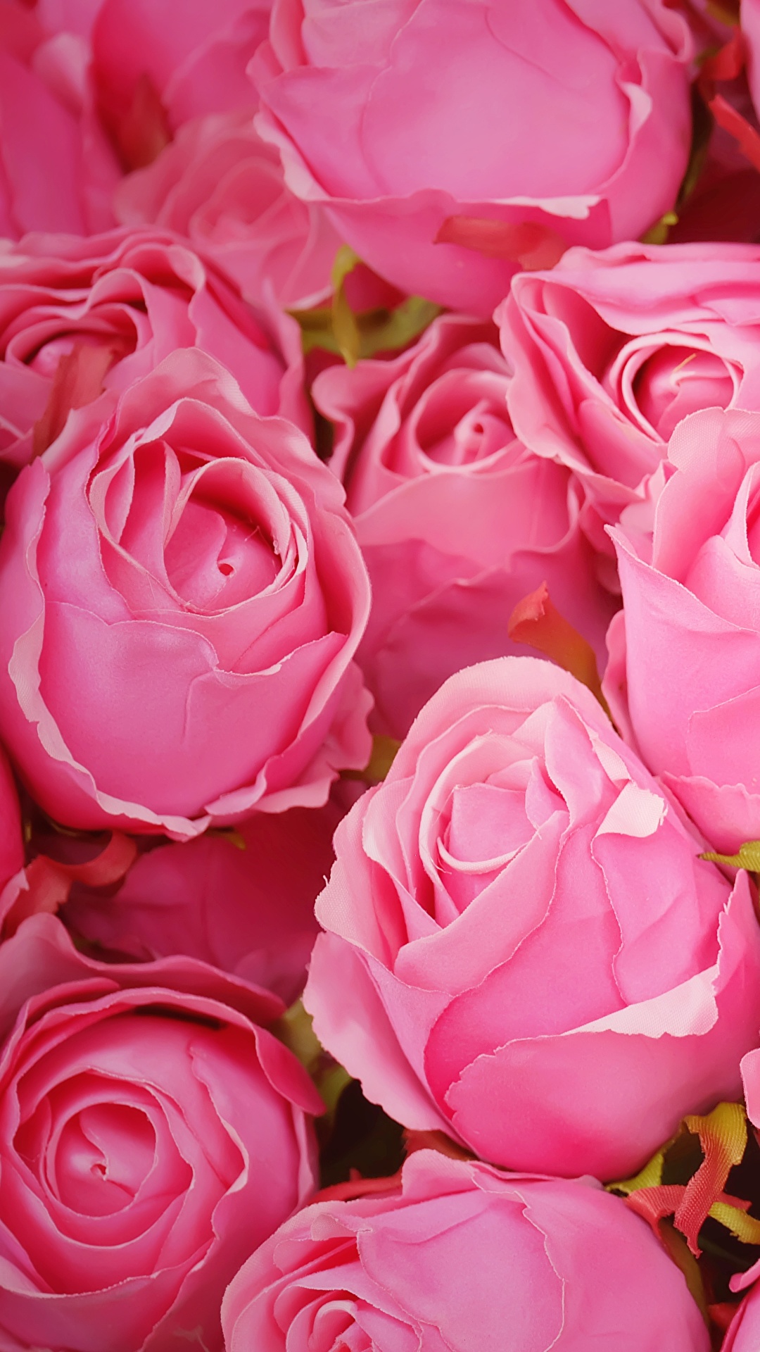 1080x1920  Фотографии Розы розовая цветок Много 1080x1920