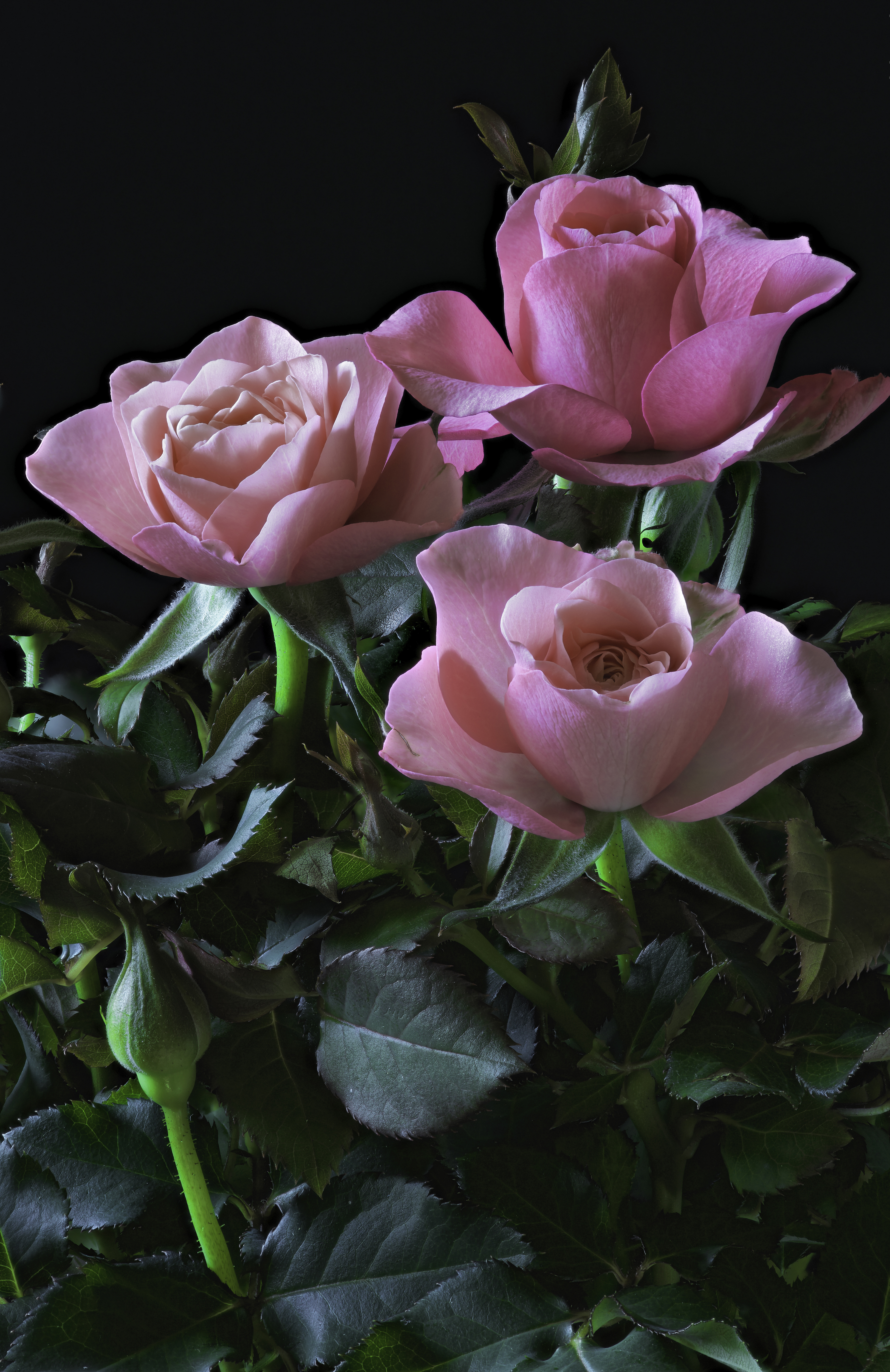 3245x5000  Розовые розы у окна обои для мобильного телефона | Премиум Фото