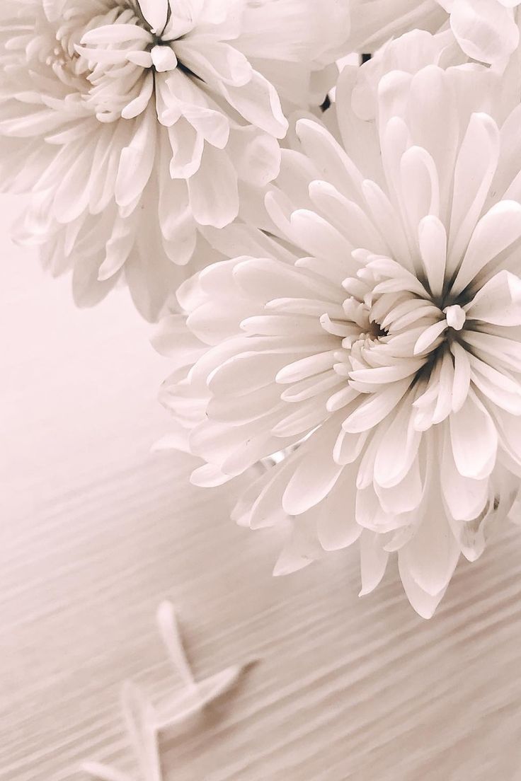 736x1104  Обои для IPhone эстетика | Абстрактное, Цветочные фоны, Цветочное искусство