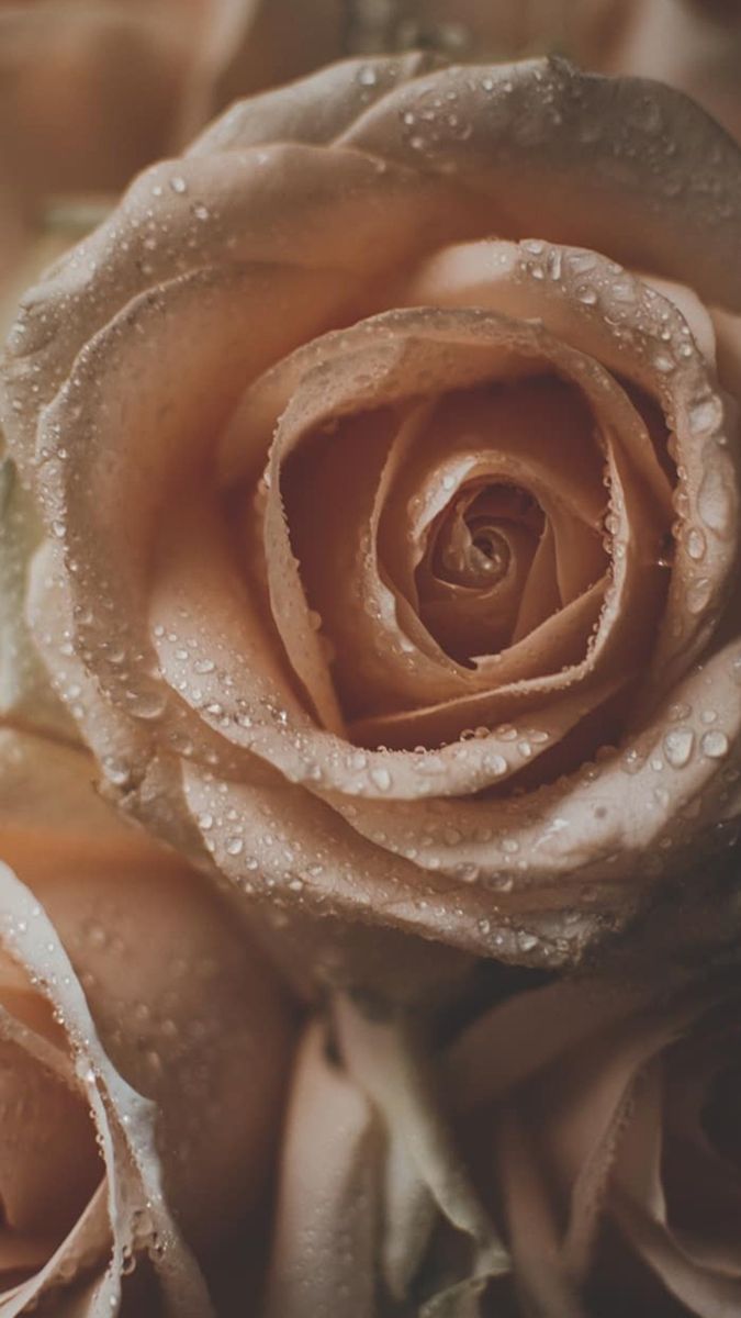 675x1200  Rose Wallpaper | Обои для iphone, Обои для рабочего стола компьютера, Обои  для телефона