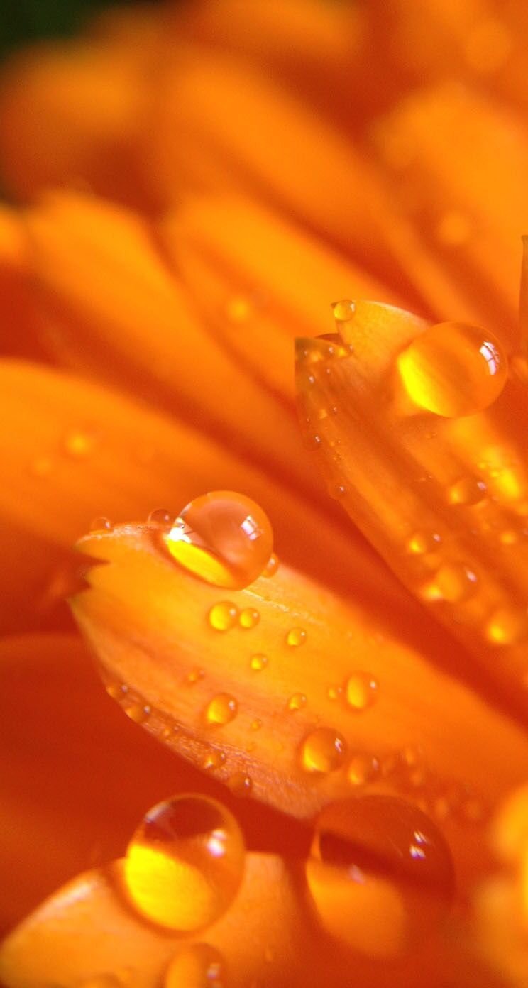 744x1392  Оранжевые обои на телефон - 71 фото