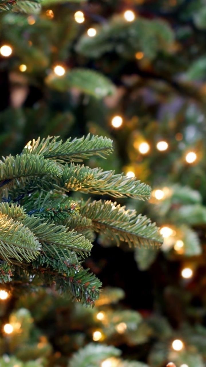 719x1280  Обои на телефон | Пикабу