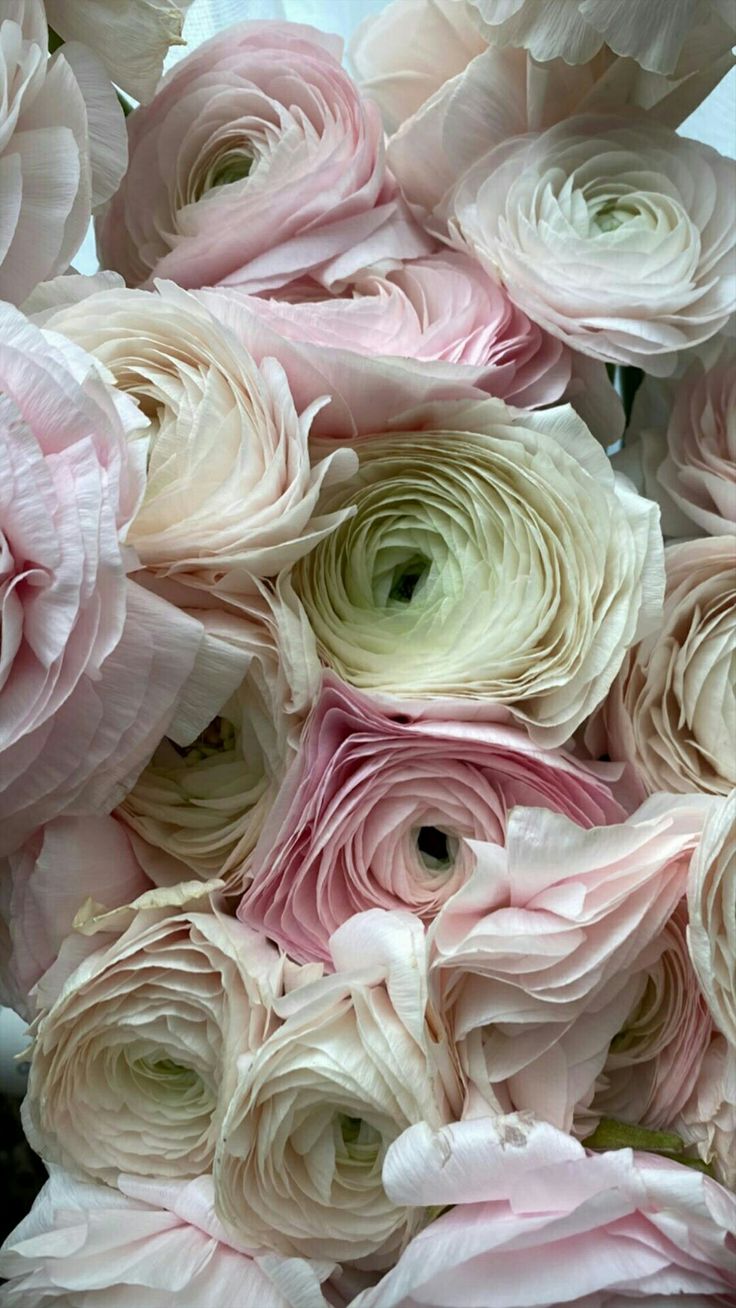 736x1308  Обои на телефон | Пастельные цветы, Небольшие цветники, Стенды растений