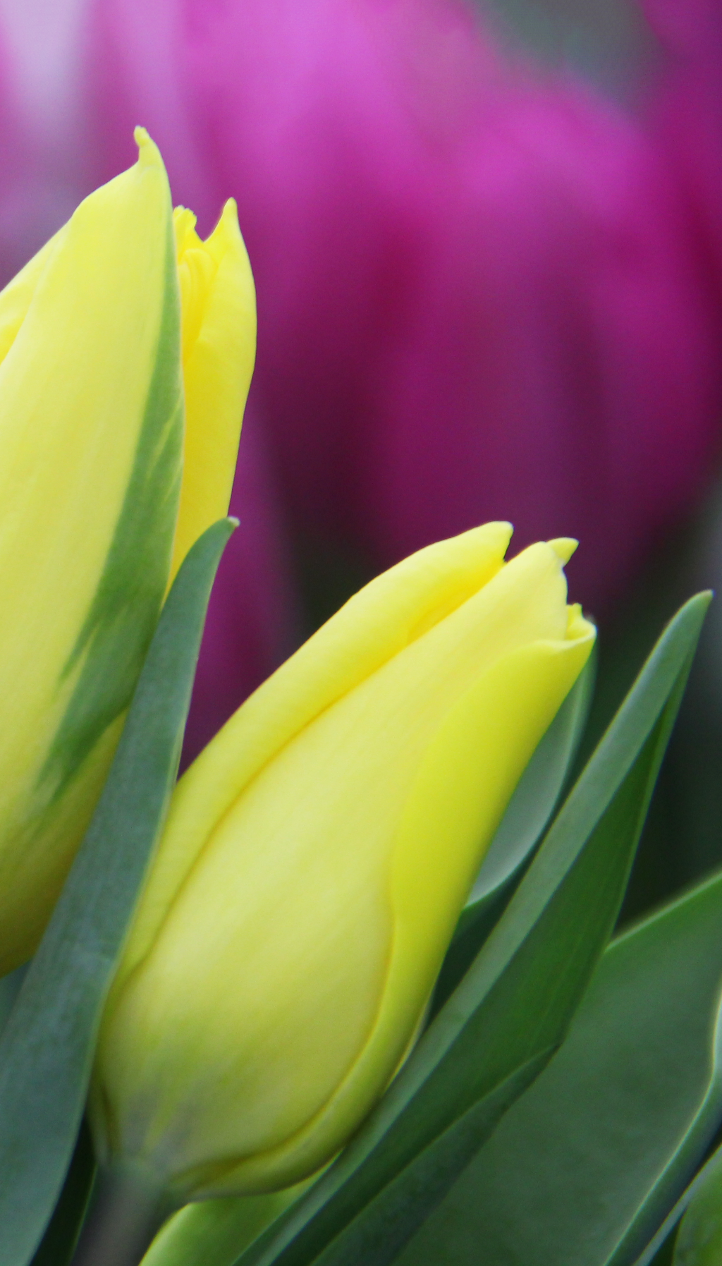 1024x1795  Картинки на телефон весна цветы вертикальные (70 фото) » Картинки и статусы  про окружающий мир вокруг