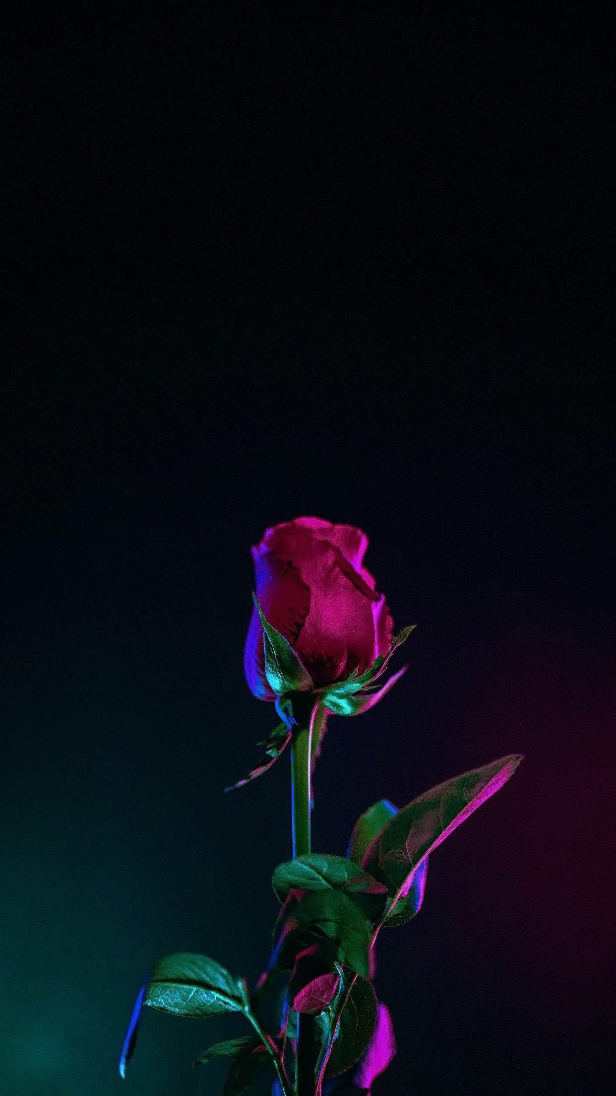 1242x2208  Модные обои на телефон (30 фото)