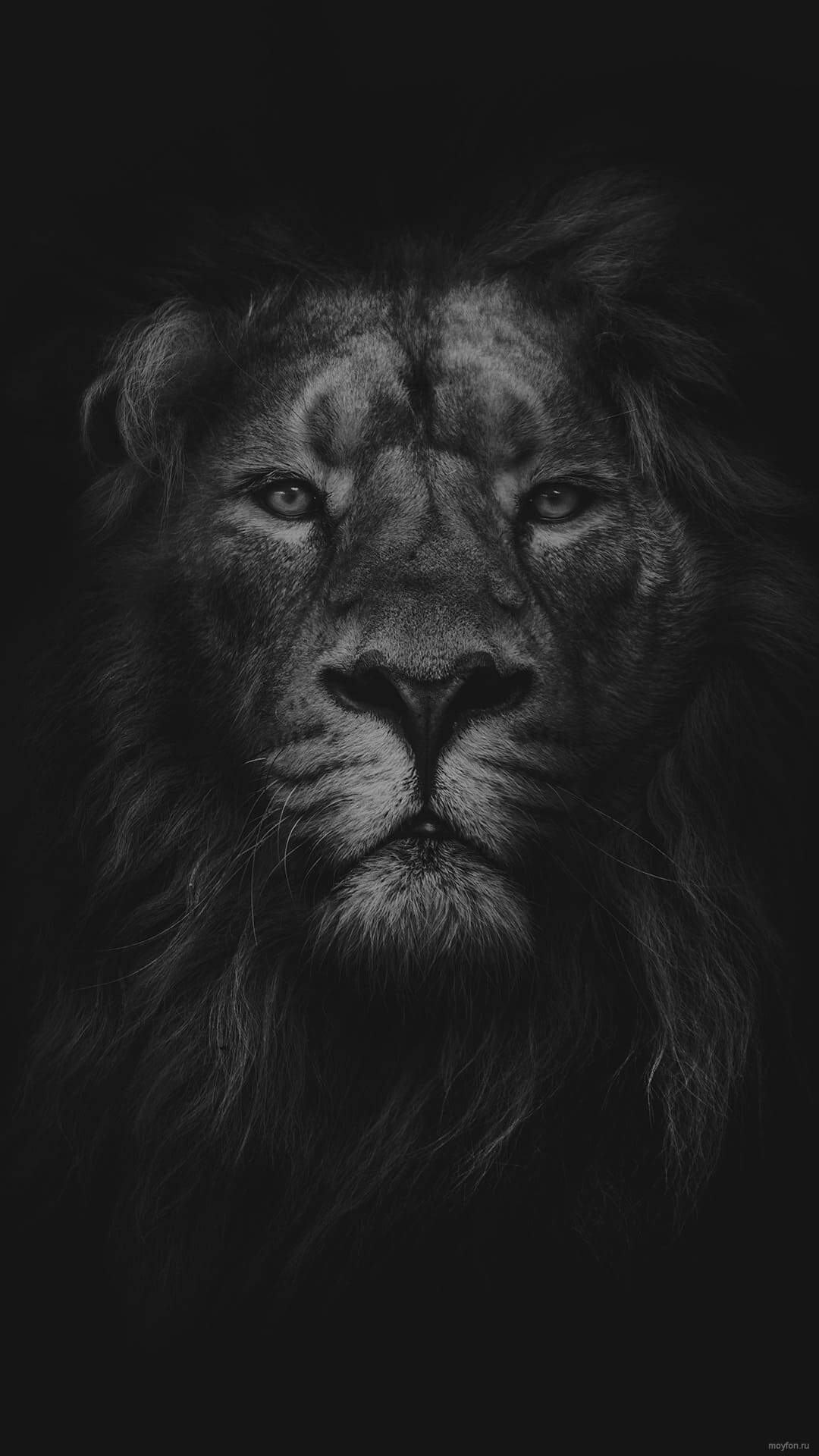 1080x1920  Львы картинки на телефон - 68 фото