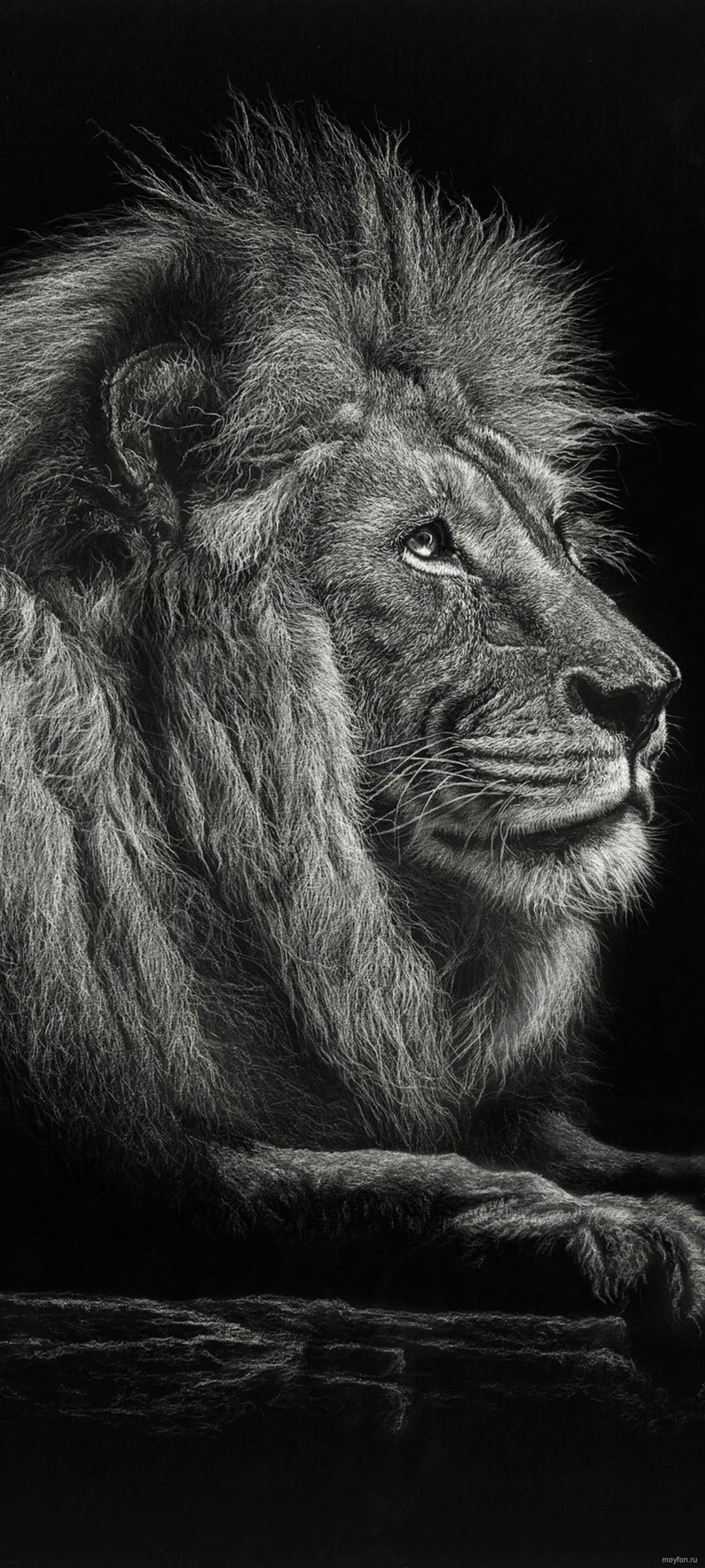 1080x2400  Обои на телефон лев с короной - 75 фото