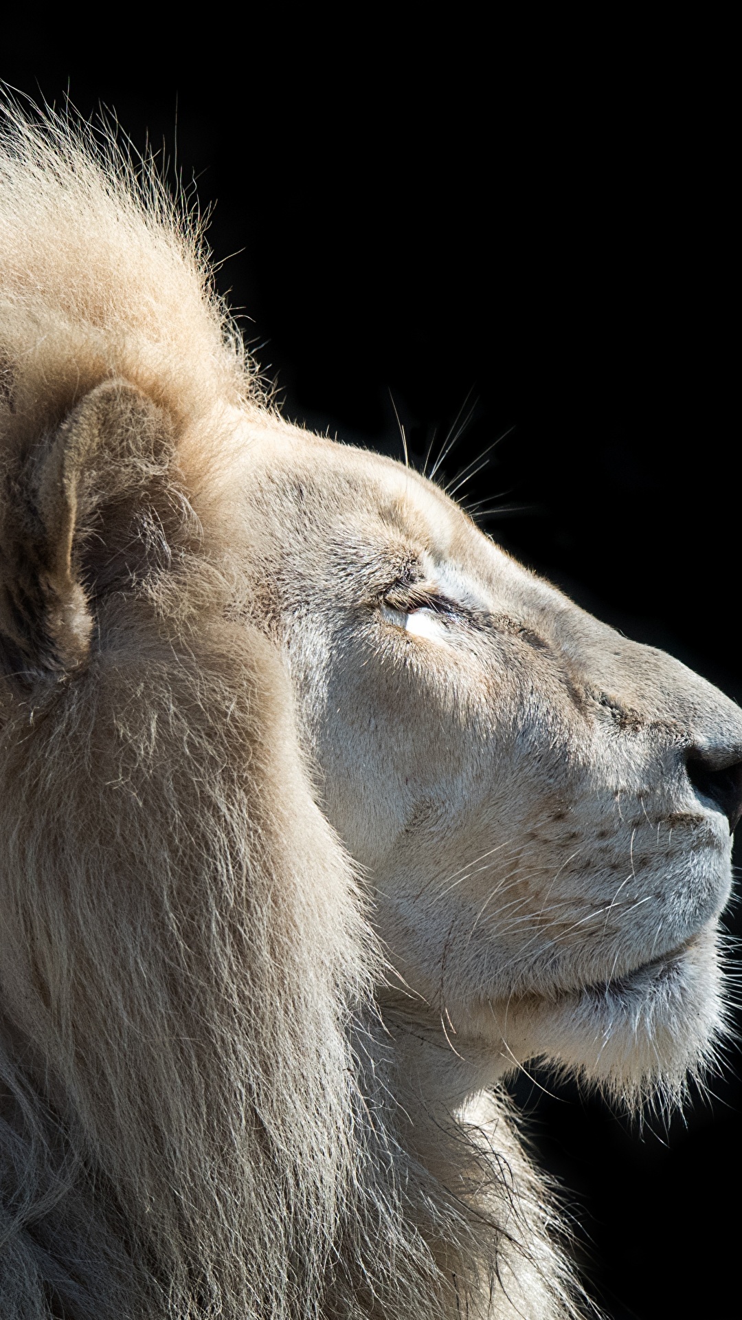 1080x1920  Обои лев с короной - 64 фото