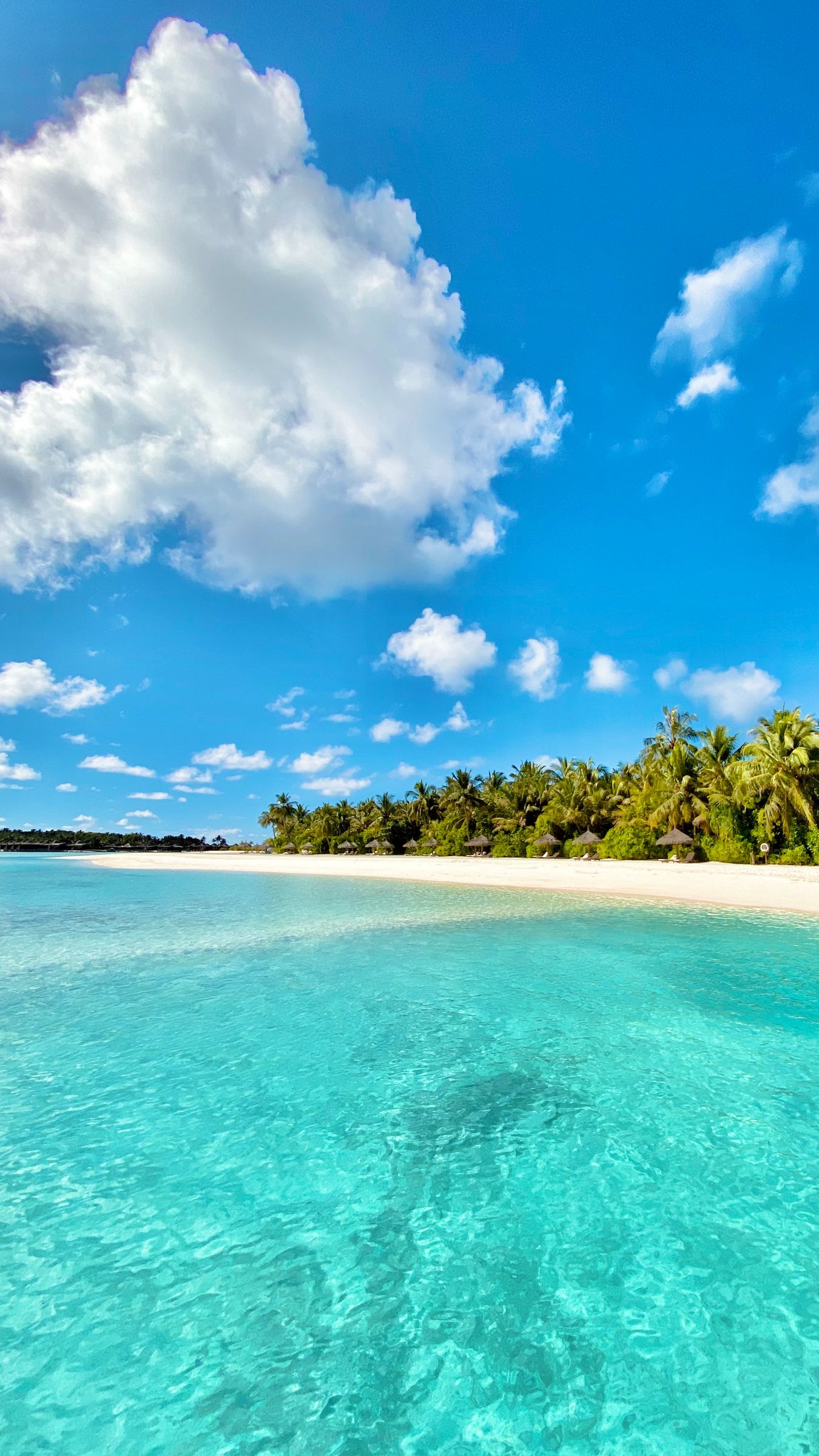 1350x2400  Скачать 1350x2400 море, пляж, пальмы, лето, тропики обои, картинки iphone  8+/7+/6s+/6+ for parallax