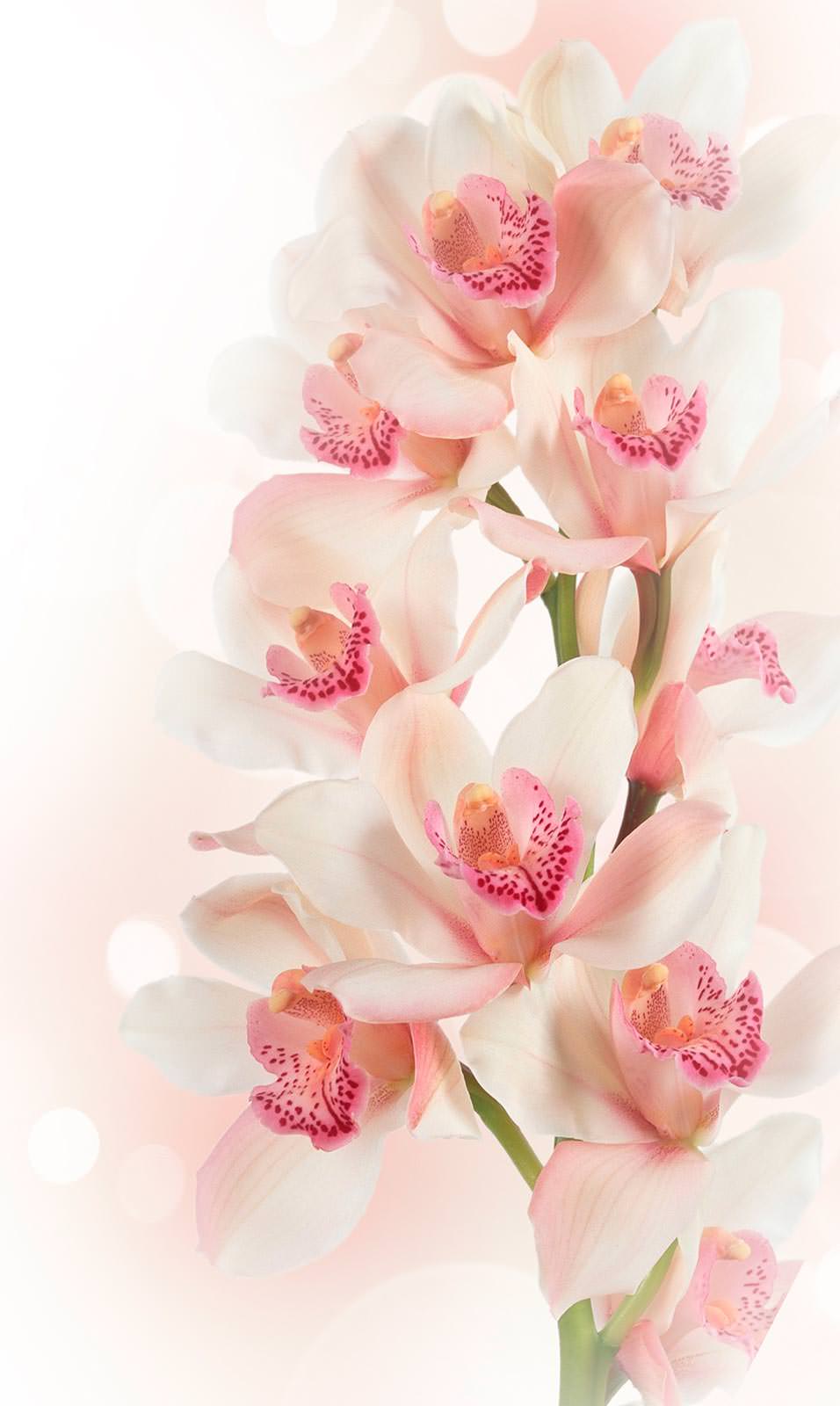 цветы картинки красивые нежные орхидеи