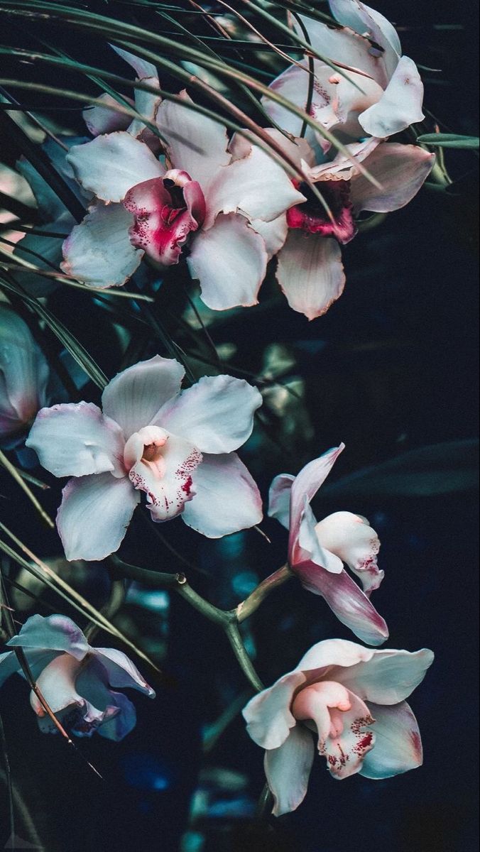 676x1200  Орхидеи | Flower iphone wallpaper, Flower aesthetic, Phone wallpaper