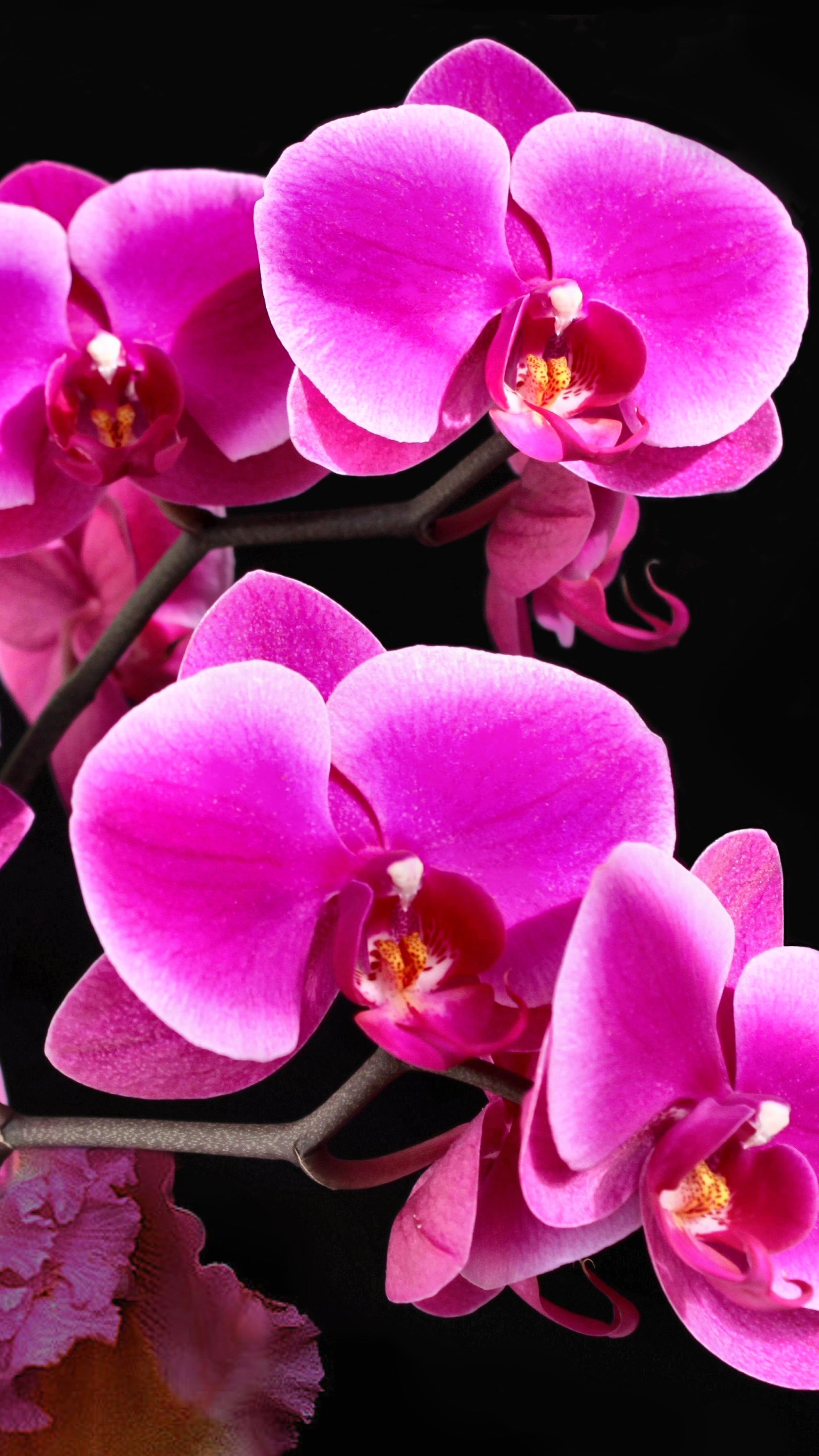 1440x2560  Mobile wallpaper: Flowers, Flower, Earth, Orchid, 1113145 download the  picture for free.