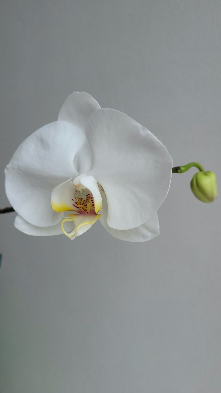 736x1308  Орхидея Эстетика в 2023 г | Орхидея, Обои, Растения