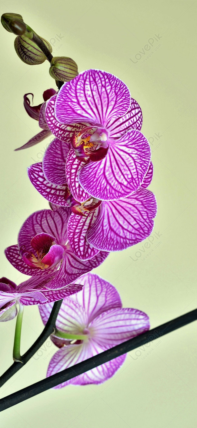 650x1407  Расти телефон обои изображение_Фото номер 400565870_JPG Формат  изображения_ru.lovepik.com