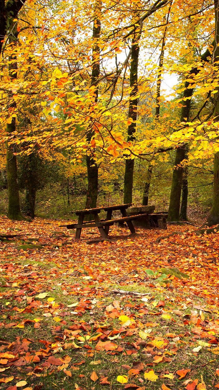 736x1308  Розовые обои эстетика обои айфон 12 про макс обои для телефона осенние обои  фоны красный обои для | Snowing aesthetic wallpaper, Black wallpaper,  Winter wallpaper