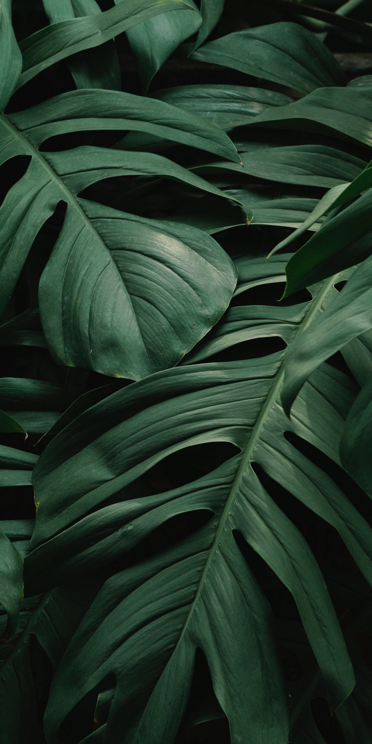 1500x3000  Обои | Листья | Iphone wallpaper tropical, Flower desktop wallpaper, Green  leaf wallpaper