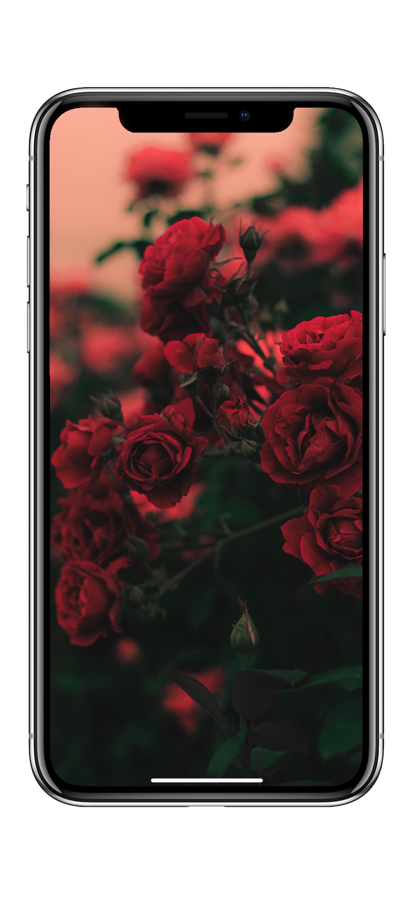 828x1792  10 красивых женских обоев для iPhone