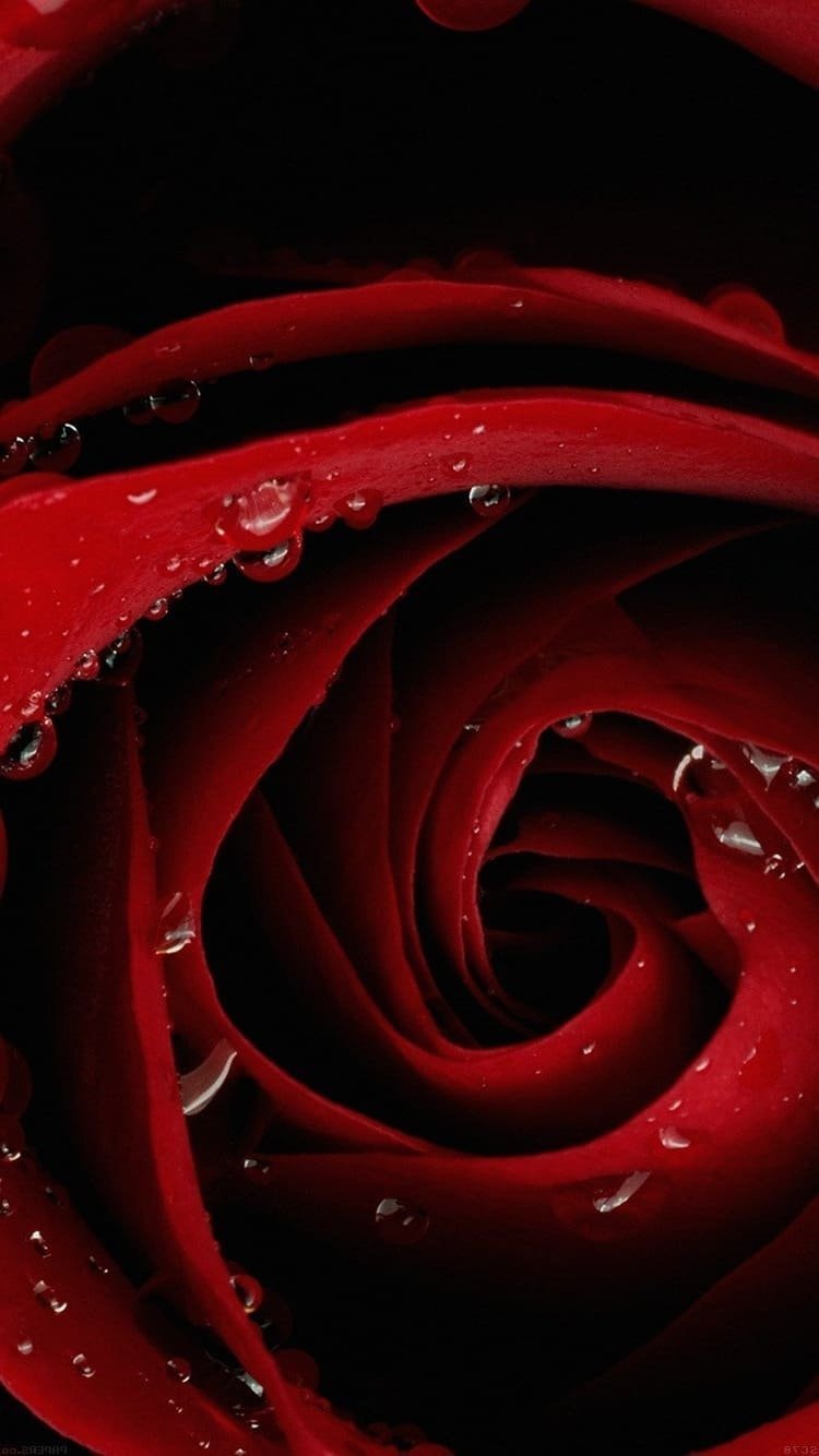 750x1334  Красно черные обои на телефон - 73 фото