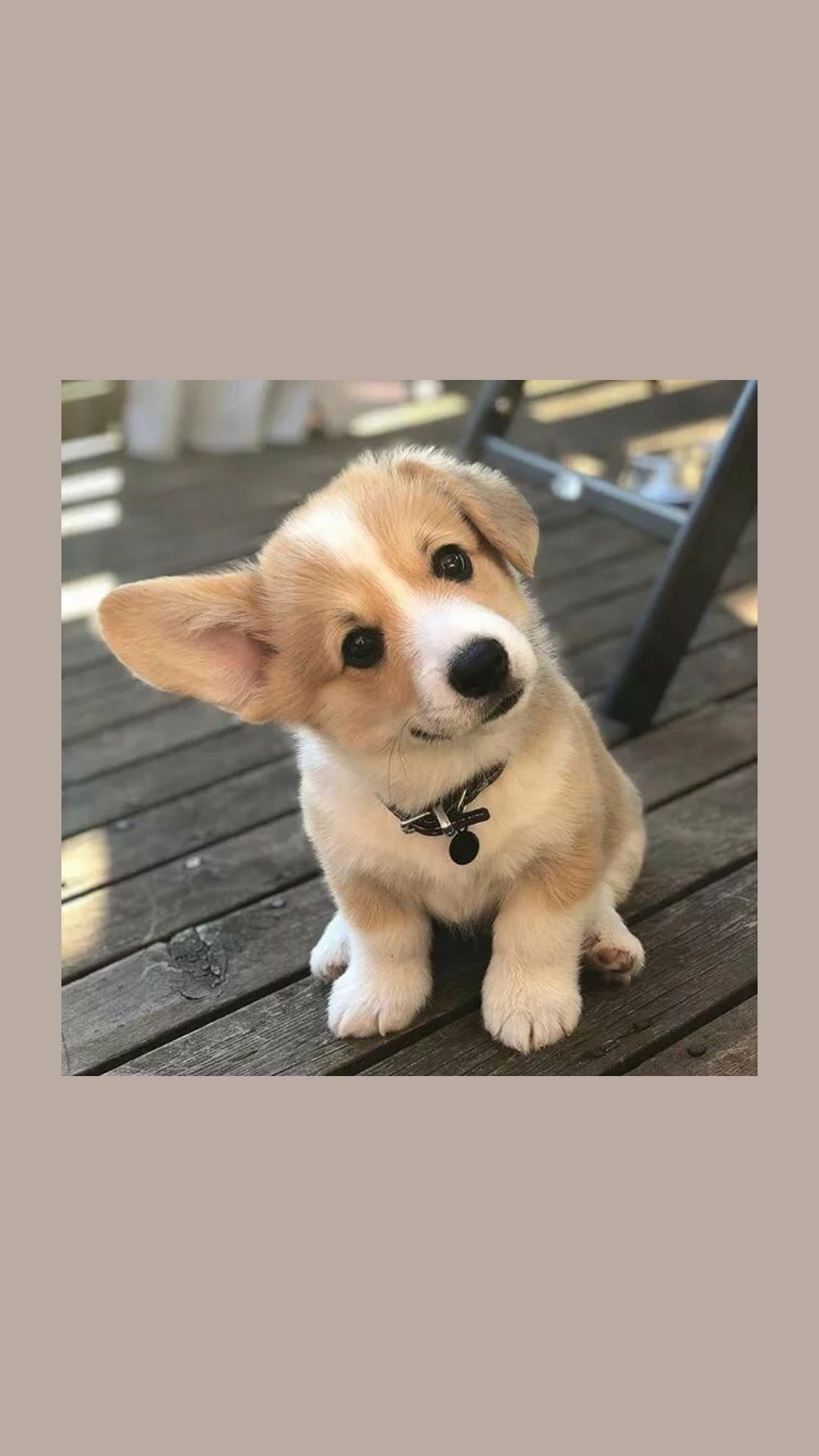 1080x1920  Обои на телефон | Fotos de perros doberman, Mascotas, Perros