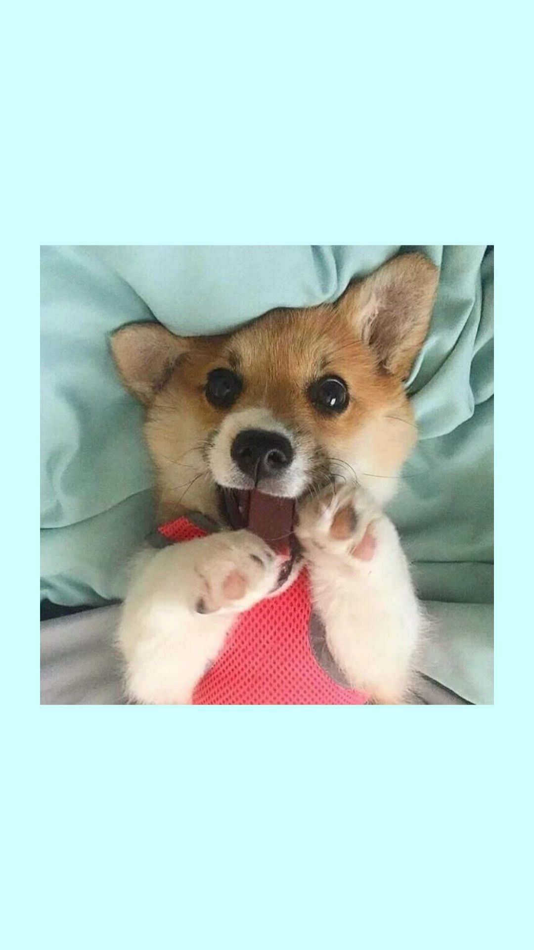 1080x1920  Обои на телефон | Щенки корги, Котята, Детеныши животных