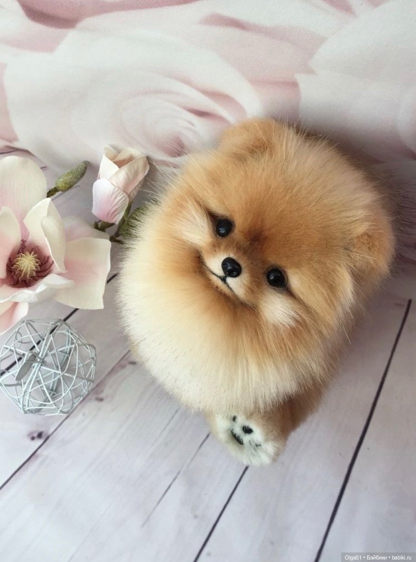 828x1120  Шпиц обои на телефон - 62 фото