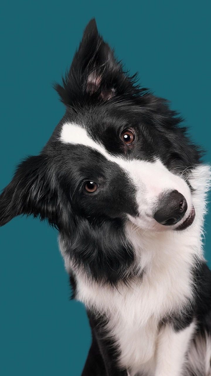 720x1280  Обои на телефон | Портреты домашних животных, Милые котики, Породы щенков