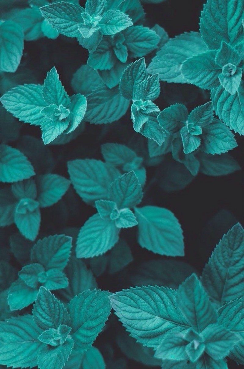 800x1210  Мята обои на телефон (28 фото)