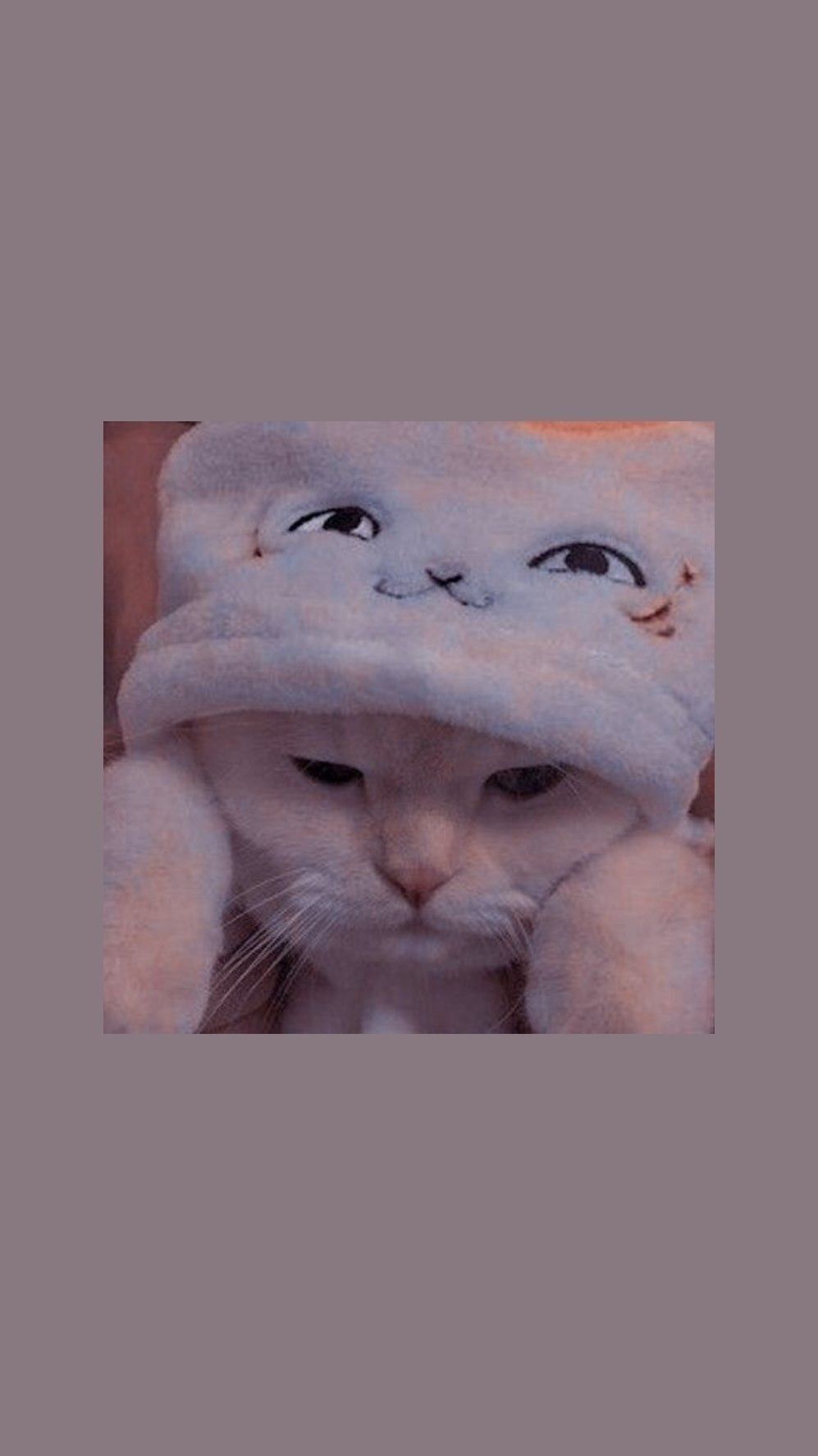 997x1773  Милые обои | Милые котики, Очаровательные котята, Котята