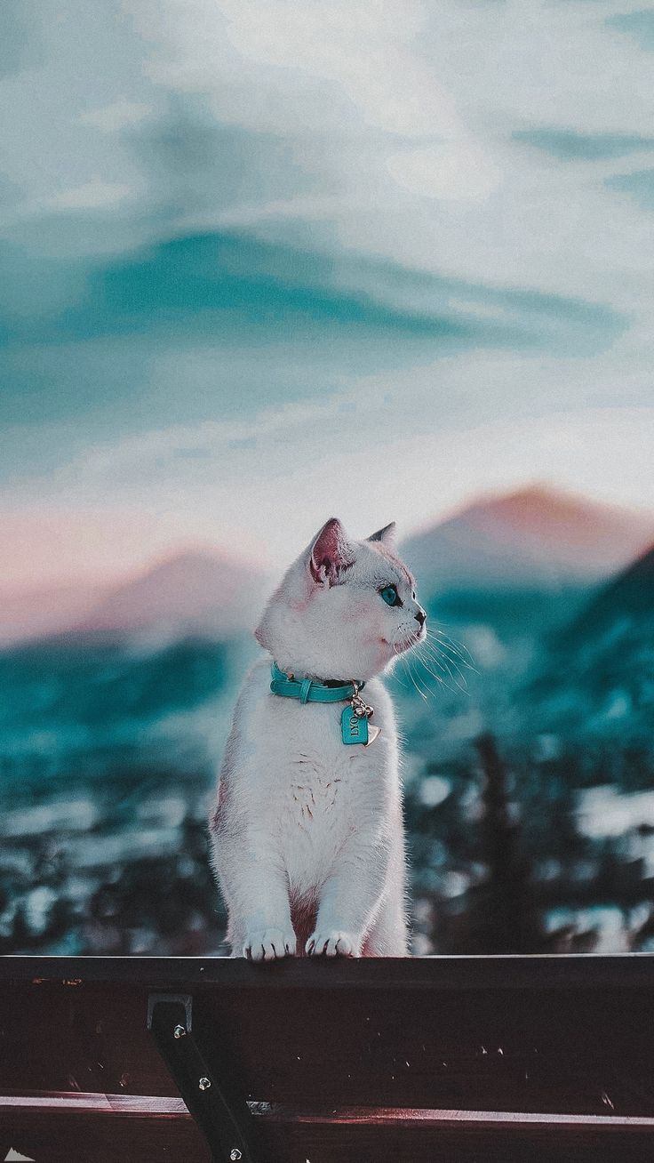 736x1308  Обои для телефона в HD качестве | Милые котики, Кошачьи фотографии, Котята