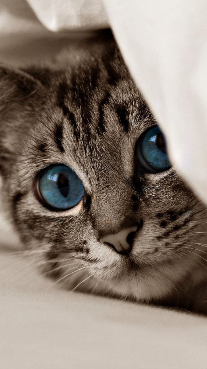 720x1280  Обои с котиками