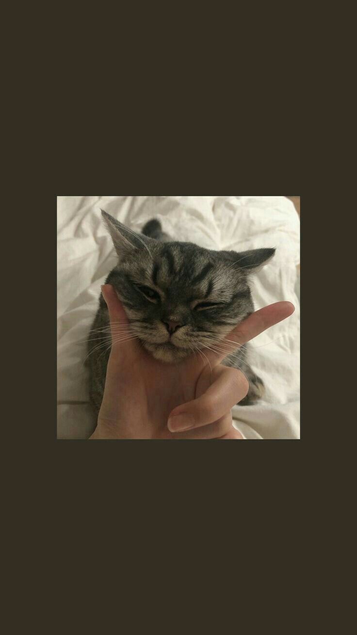 736x1309  Заставки на телефон котики - 72 фото