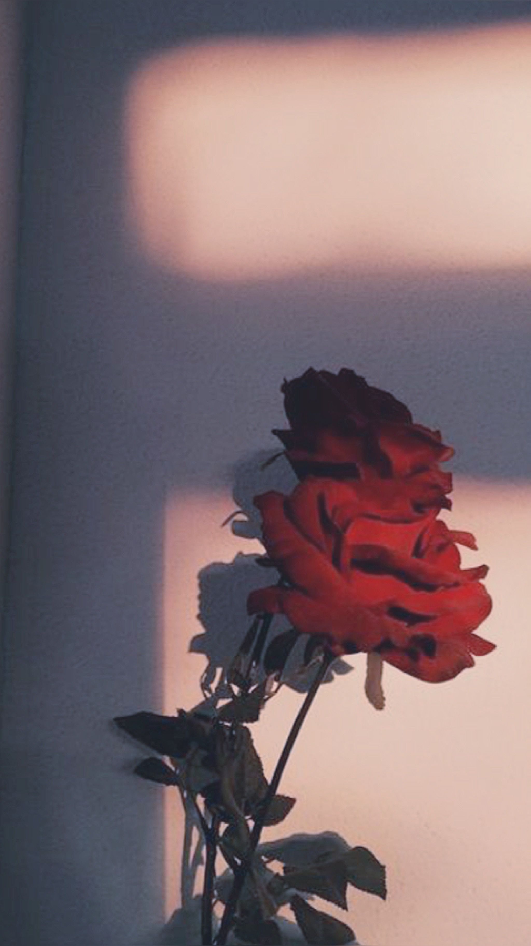 2048x3646  Pin by Salome Saudade on Эстетики | Pretty wallpaper iphone, Beautiful  wallpapers backgrounds, Aesthetic backgrounds