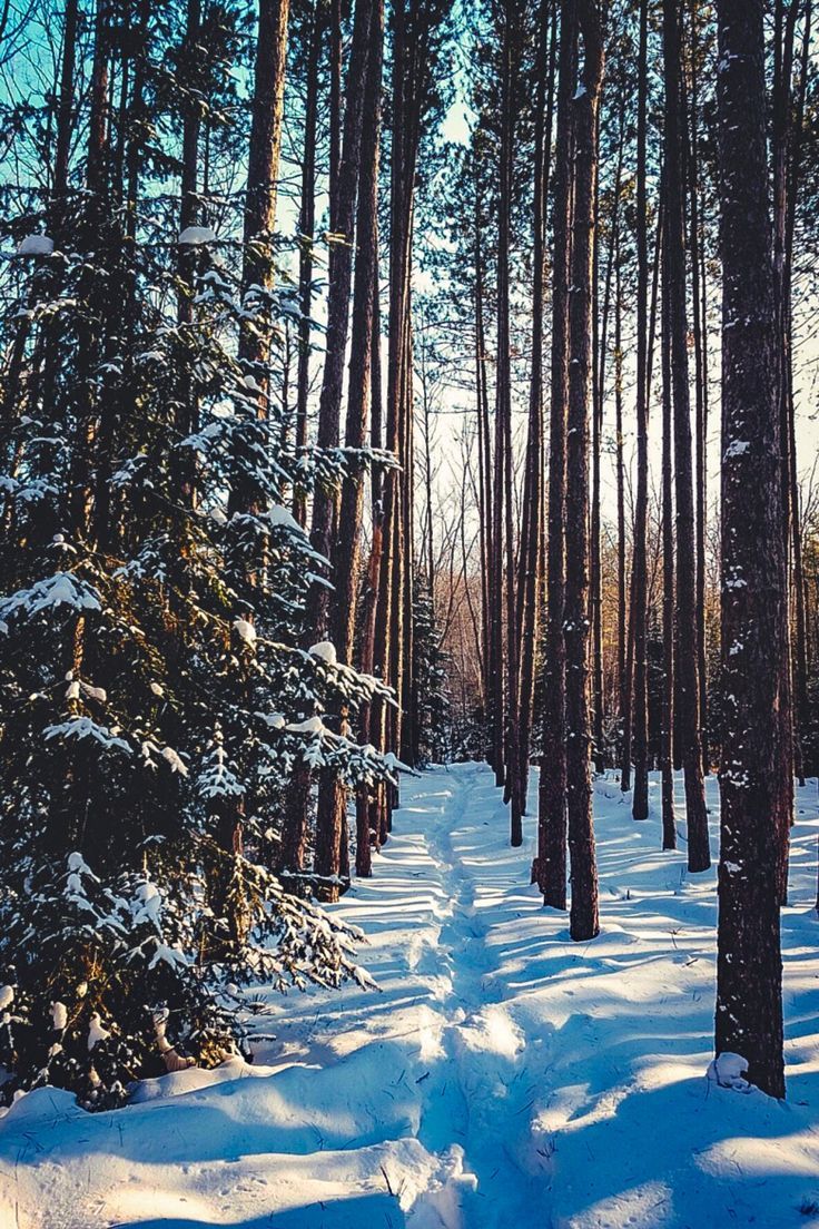 736x1104  May Your Blogs Be Merry And Bright | Winter scenery, Winter scenes, Winter  photography